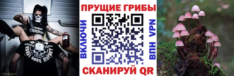 Псилоцибиновые грибы Psilocybine cubensis  Озёры 